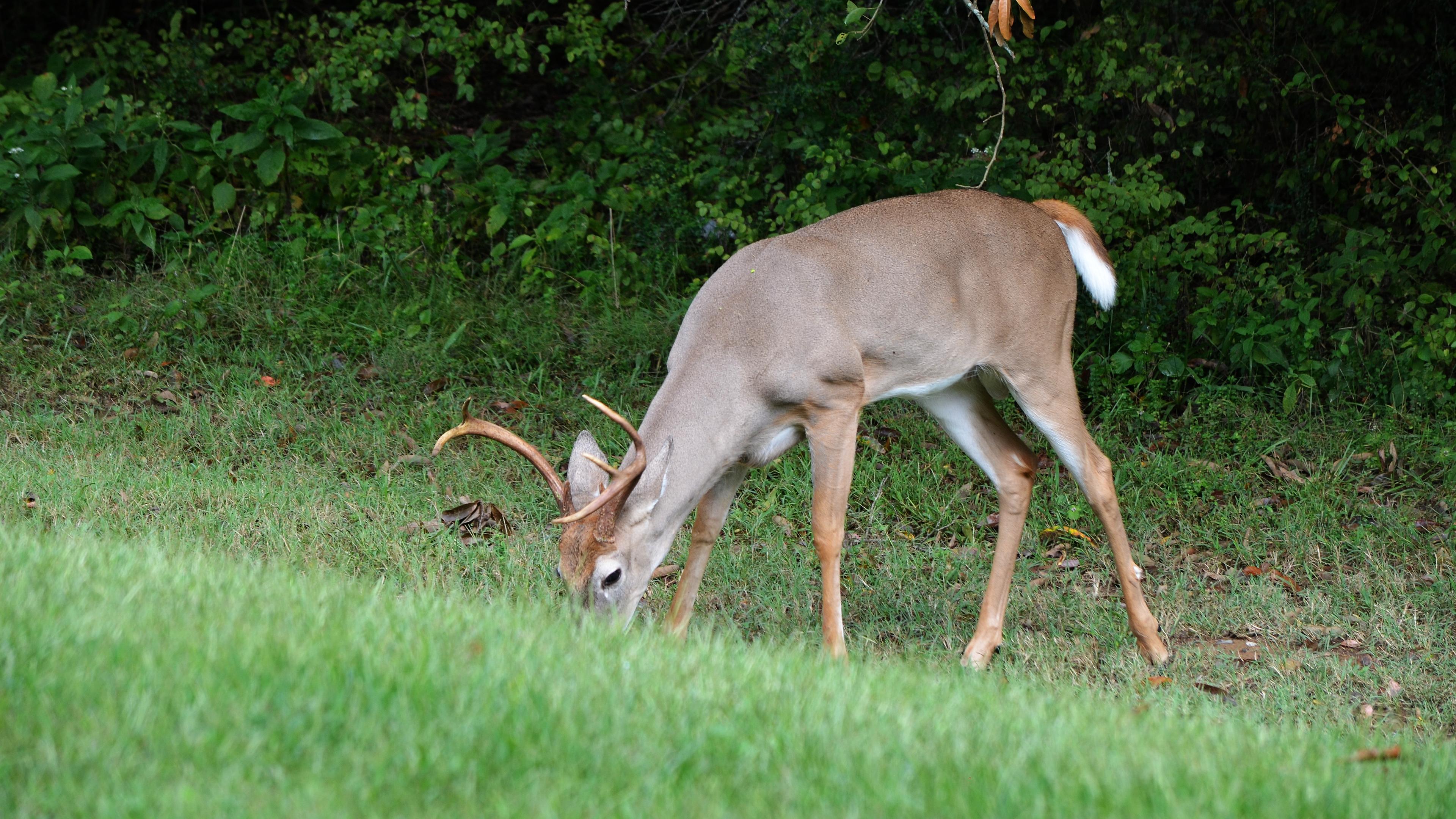 Buck grazing on grass (Nikon D5100)